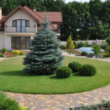 Jak zasadit sazenici smrku a poté o ni pečovat